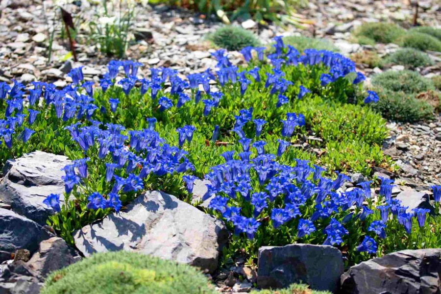 Gentiane acaule Gentiana acaulis 5-10 pot P9 Gentiana acaulis