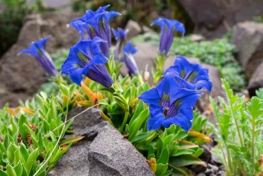 Gentiane acaule Gentiana acaulis 5-10 pot P9 Gentiana acaulis