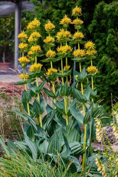 Gentiane jaune Gentiana lutea 5-10 pot P9 Gentiana lutea