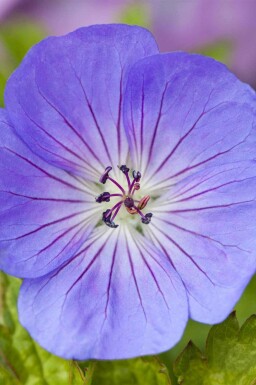 Geranium wallichianum 'Azure Rush'