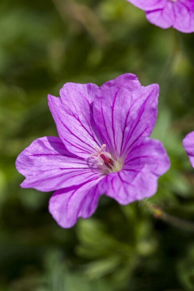 Géranium vivace Geranium sanguineum 'Blushing Turtle' 5-10 pot P9 Geranium sanguineum 'Blushing Turtle'