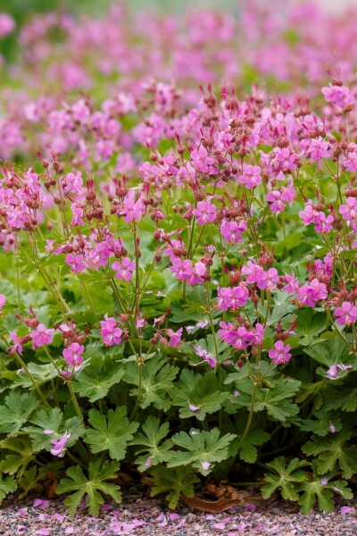 Geranium cantabrigiense 'Cambridge'