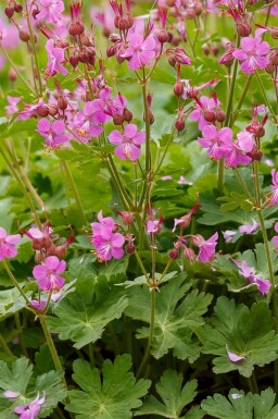 Geranium cantabrigiense 'Cambridge'