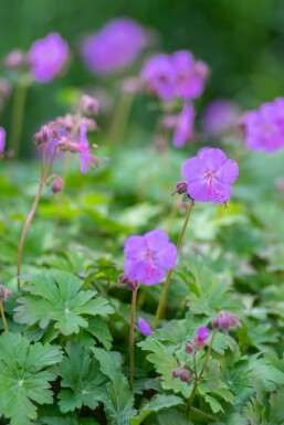 Géranium vivace Geranium cantabrigiense 'Karmina' 5-10 pot P9 Geranium cantabrigiense 'Karmina'