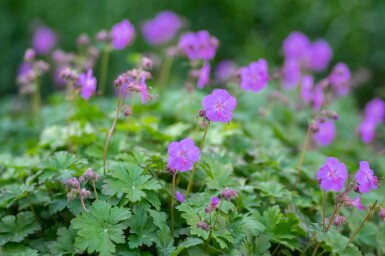 Géranium vivace Geranium cantabrigiense 'Karmina' 5-10 pot P9 Geranium cantabrigiense 'Karmina'
