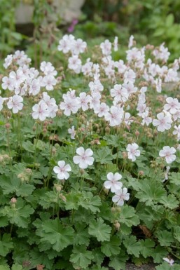 Géranium vivace Geranium cantabrigiense 'St. Ola' 5-10 pot P9 Geranium cantabrigiense 'St. Ola'