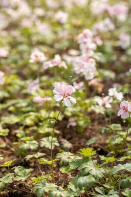 Geranium dalmaticum