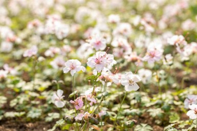 Geranium dalmaticum