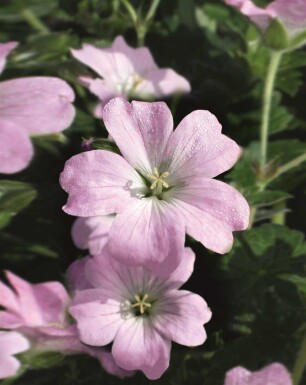 Geranium hybride 'Dreamland'