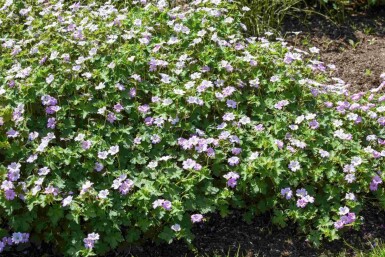 Geranium hybride 'Dreamland'