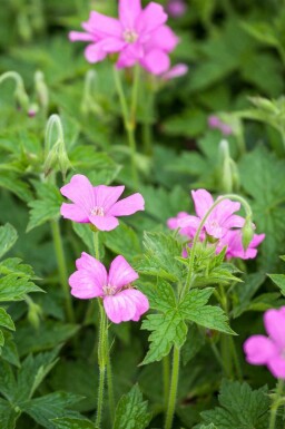 Geranium endressii 'Wargrave Pink'