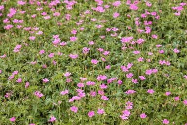 Geranium endressii 'Wargrave Pink'