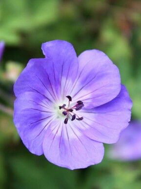 Geranium himalayense