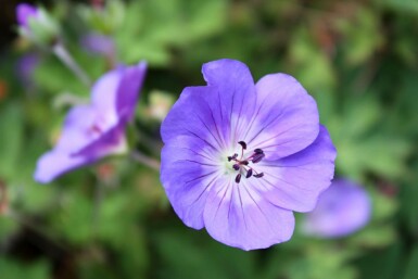 Geranium himalayense