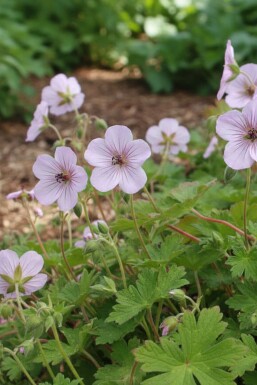 Géranium vivace Geranium lambertii 'Joy' 5-10 pot P9 Geranium lambertii 'Joy'