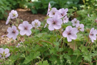 Géranium vivace Geranium lambertii 'Joy' 5-10 pot P9 Geranium lambertii 'Joy'
