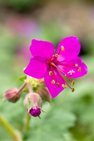 Géranium vivace Geranium macrorrhizum 'Czakor' 5-10 pot P9 Geranium macrorrhizum 'Czakor'