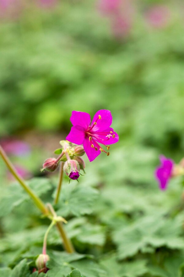 Géranium vivace Geranium macrorrhizum 'Czakor' 5-10 pot P9 Geranium macrorrhizum 'Czakor'