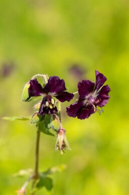Géranium noir Geranium phaeum 5-10 pot P9 Geranium phaeum