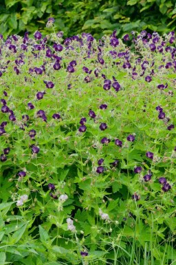 Geranium phaeum 'Raven'