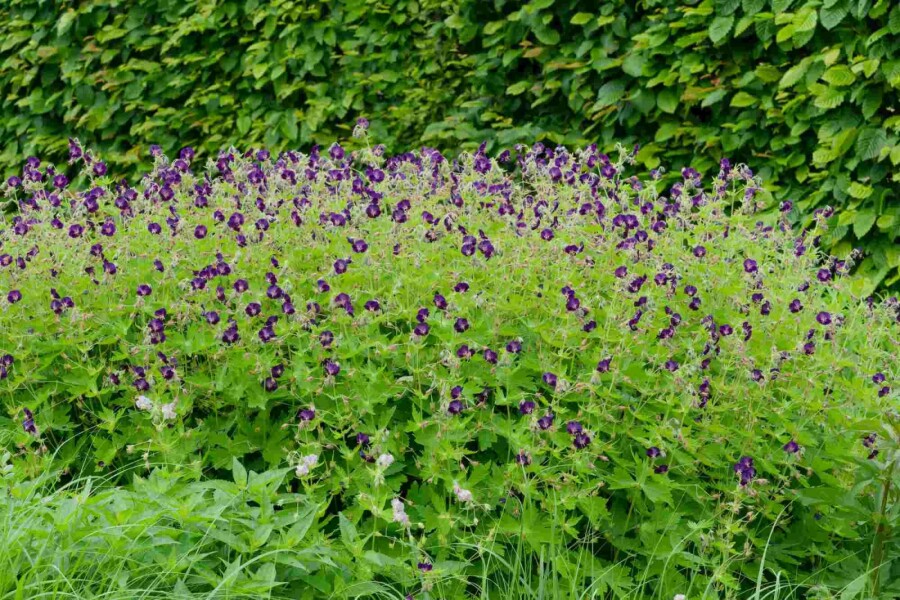 Géranium noir Geranium phaeum 'Raven' 5-10 pot P9 Geranium phaeum 'Raven'