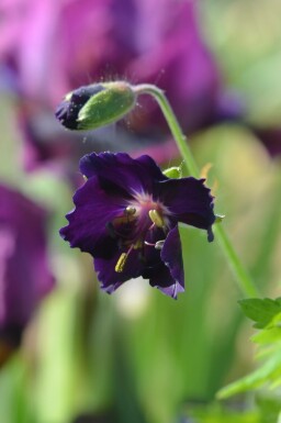 Géranium noir Geranium phaeum 'Raven' 5-10 pot P9 Geranium phaeum 'Raven'