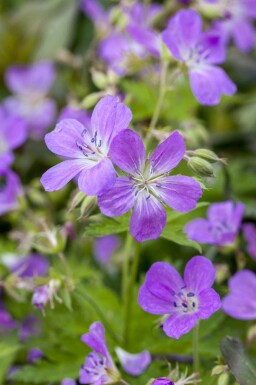 Bec de grue Geranium pratense 5-10 pot P9 Geranium pratense