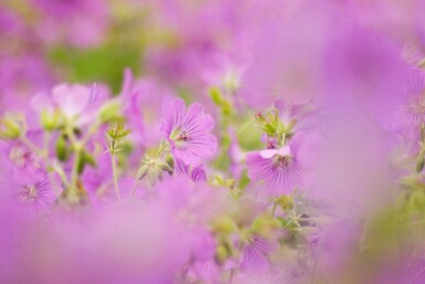 Bec de grue Geranium pratense 5-10 pot P9 Geranium pratense