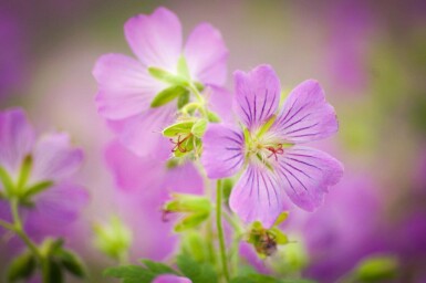 Geranium pratense