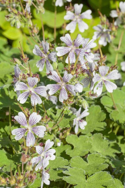 Bec de grue Geranium renardii 5-10 pot P9 Geranium renardii