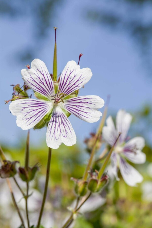 Bec de grue Geranium renardii 5-10 pot P9 Geranium renardii