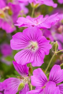 Geranium gracile 'Sirak'