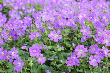 Geranium gracile 'Sirak'