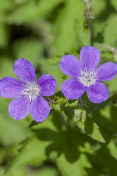 Geranium sylvaticum 'Mayflower'