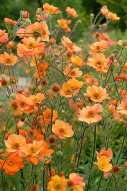 Geum chiloense 'Prinses Juliana'