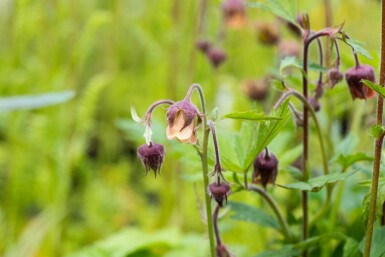 Geum rivale