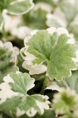Lierre terrestre Glechoma hederacea 'Variegata' 5-10 pot P9 Glechoma hederacea 'Variegata'