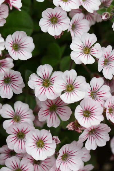 Voile de la mariée Gypsophila cerastioides 5-10 pot P9 Gypsophila cerastioides