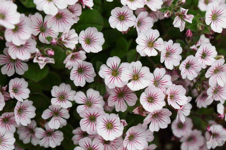 Voile de la mariée Gypsophila cerastioides 5-10 pot P9 Gypsophila cerastioides