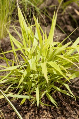 Herbe du japon Hakonechloa macra 'Allgold' 5-10 pot P9 Hakonechloa macra 'Allgold'