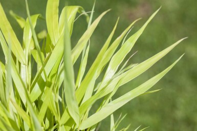 Herbe du japon Hakonechloa macra 'Allgold' 5-10 pot P9 Hakonechloa macra 'Allgold'