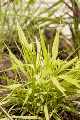 Herbe du japon Hakonechloa macra 'Allgold' 5-10 pot P9 Hakonechloa macra 'Allgold'