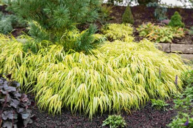 Herbe du japon Hakonechloa macra 'Allgold' 5-10 pot P9 Hakonechloa macra 'Allgold'