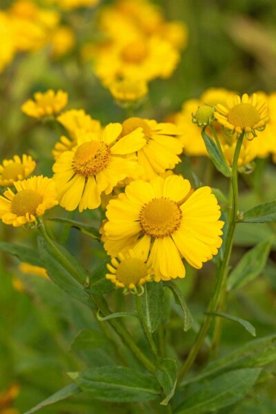 Hélénie Helenium hybride 'Kanaria' 5-10 pot P9 Helenium hybride 'Kanaria'