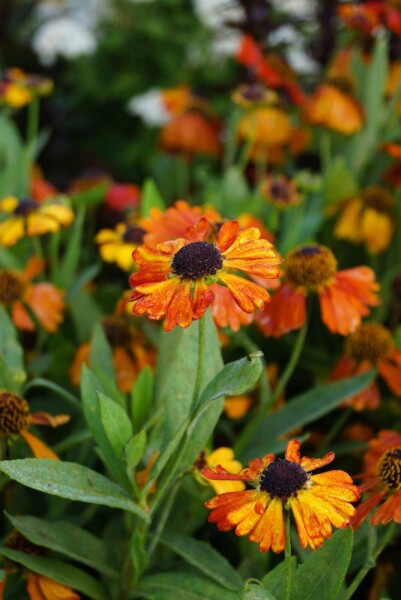 Hélénie Helenium 'Mardi Gras' 5-10 pot P9 Helenium 'Mardi Gras'