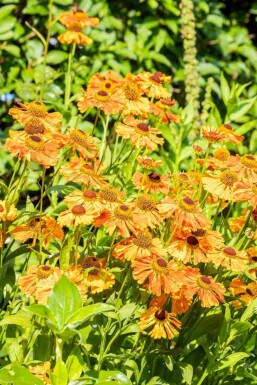 Hélénie Helenium 'Rauchtopas' 5-10 pot P9 Helenium 'Rauchtopas'