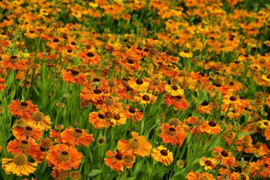 Chapeau de soleil Helenium 'Waltraut' 5-10 pot P9 Helenium 'Waltraut'