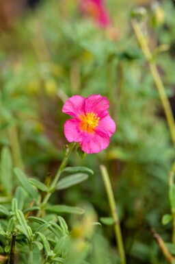 Fleur soleil Helianthemum 'Ben Hope' 5-10 pot P9 Helianthemum 'Ben Hope'