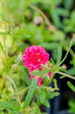 Fleur de soleil Helianthemum 'Cerise Queen' 5-10 pot P9 Helianthemum 'Cerise Queen'