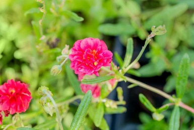 Fleur de soleil Helianthemum 'Cerise Queen' 5-10 pot P9 Helianthemum 'Cerise Queen'